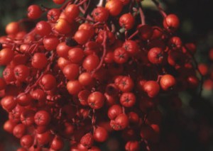 Picture of Toyon Berries